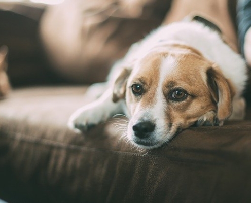 Martinez Novo Abogados derechos obligaciones mascotas